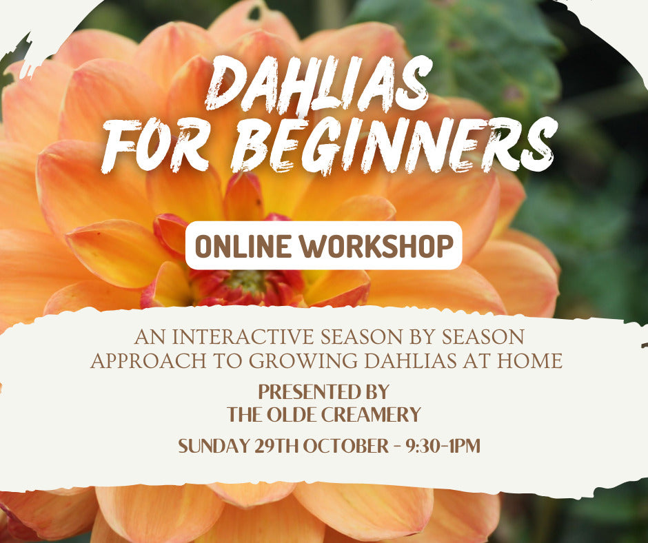 Dahlia's For Beginners - Online Workshop