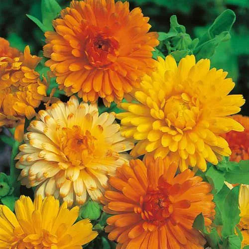 Calendula - Art Shades - Mix