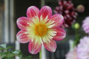 Dahlia's For Beginners - Online Workshop