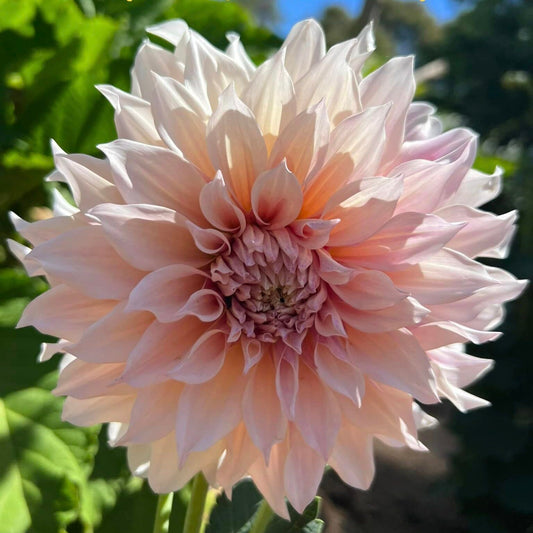 Seed - Dahlia - Cafe Au Lait