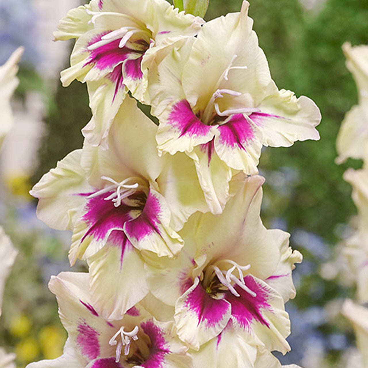 GLADIOLI 'AMBER MYSTIQUE' - NEW RELEASE