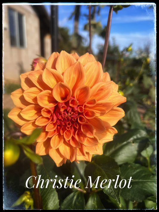 Christie Merlot