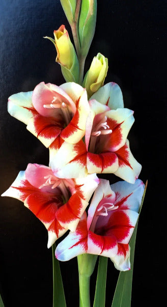 GLADIOLI 'Mademoiselle De Paris' - NEW RELEASE