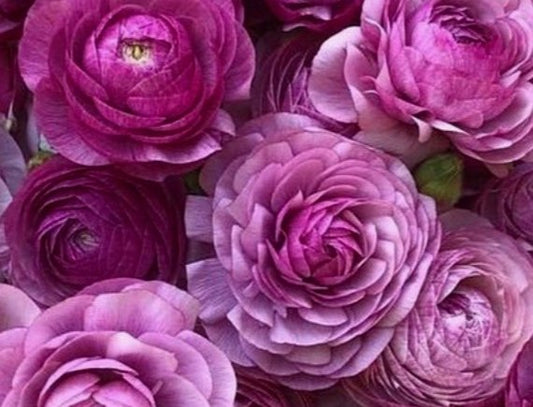 Ranunculus Elegance Malva - Garden Ready Plant