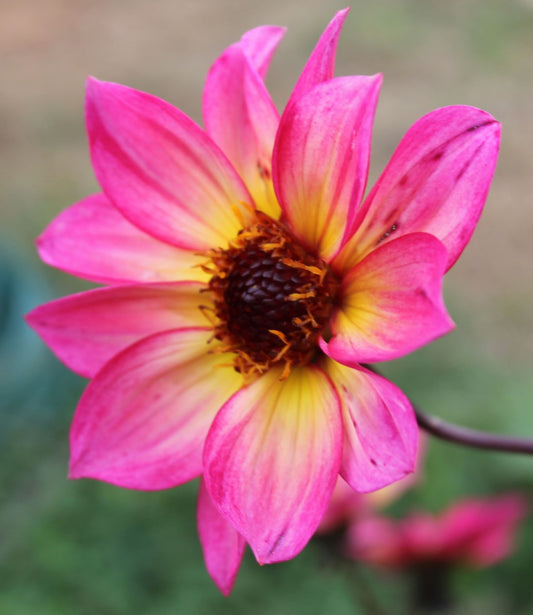 Seed - Dahlia - Mystic Sparkler